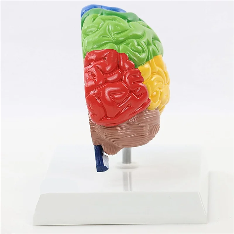 Right Hemisphere of Brain Human Body Model Education Brain Model 1:1 for Student Teaching Study Assembling Model