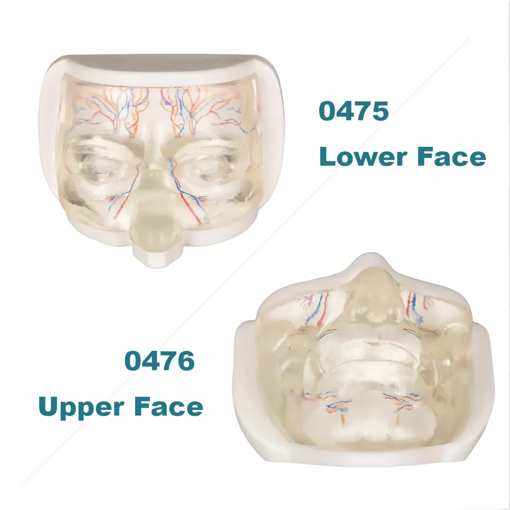 Transparent Lower Face Injection & Thread Lifting Practice Model with Simulated Blood Vessels