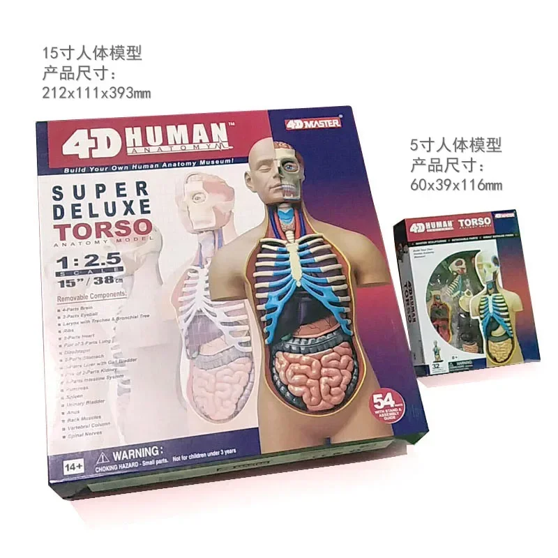 4DHuman Body Medical Body Organ Anatomy Perspective Model Hospital Student Teaching Aids Large Size