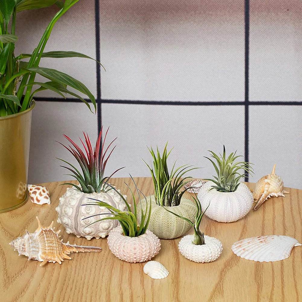 Marine Beach Natural Shells Conch Coquillage Sea Urchin Bonsai Mediterranean Seashells Craft Aquarium Home Decoration