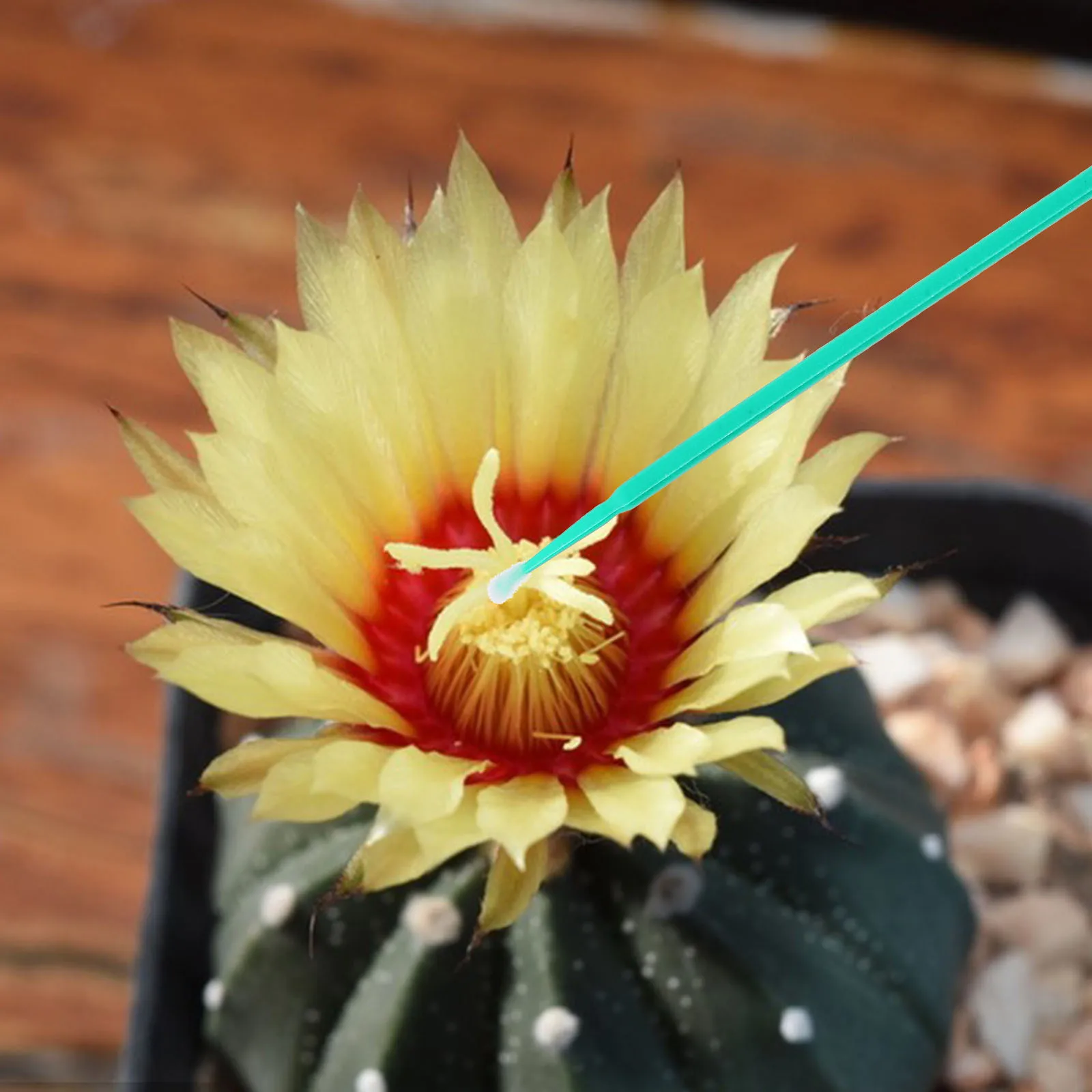 

100Pcs Manual Pollinator for Outdoor Fruit Tree Flower Vegetable Plants Easy Hand Pollination Garden Tools Supplies