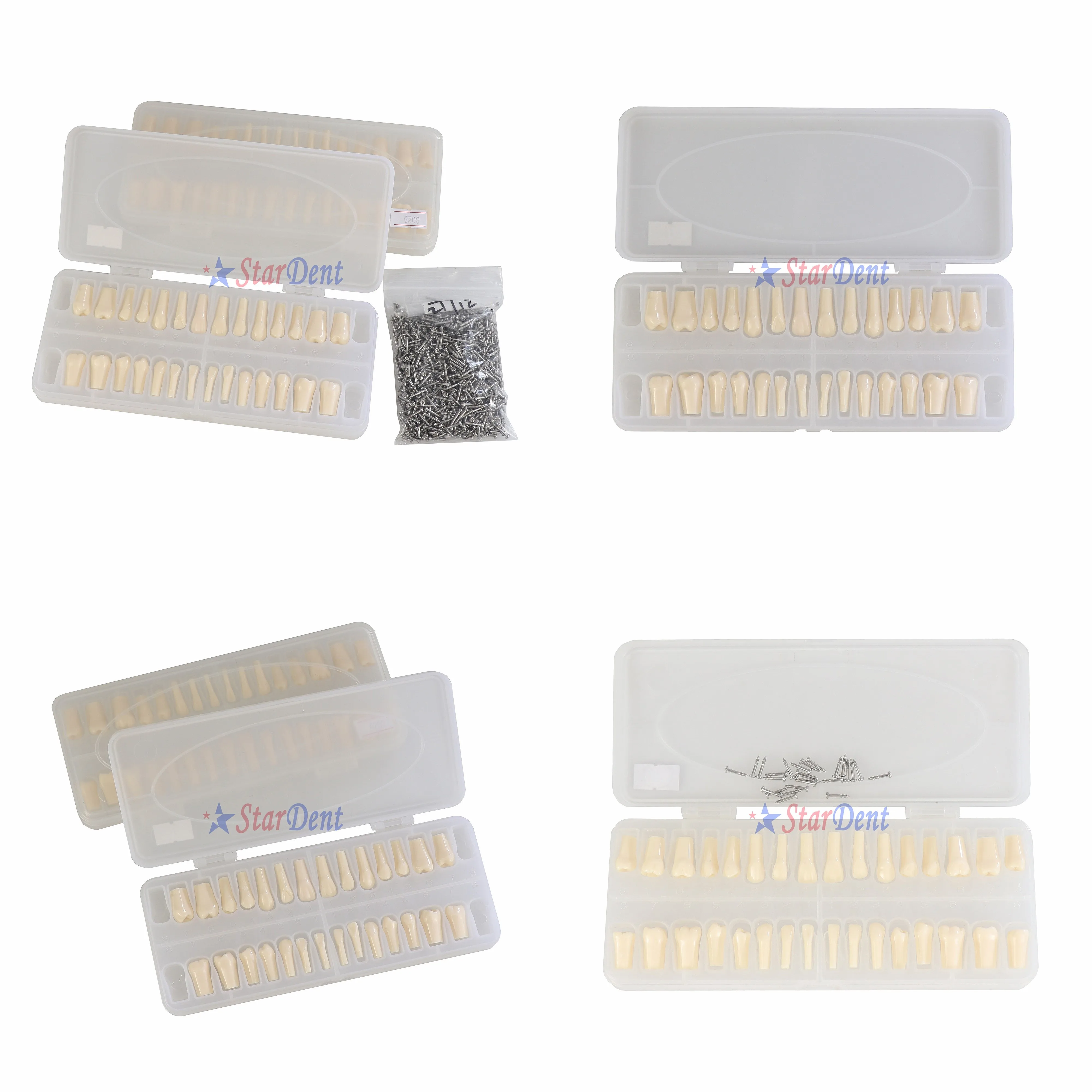 Supply Manufacturing Replacement 28/32 Dentals Teaching Model New Teeth Model for Student Use