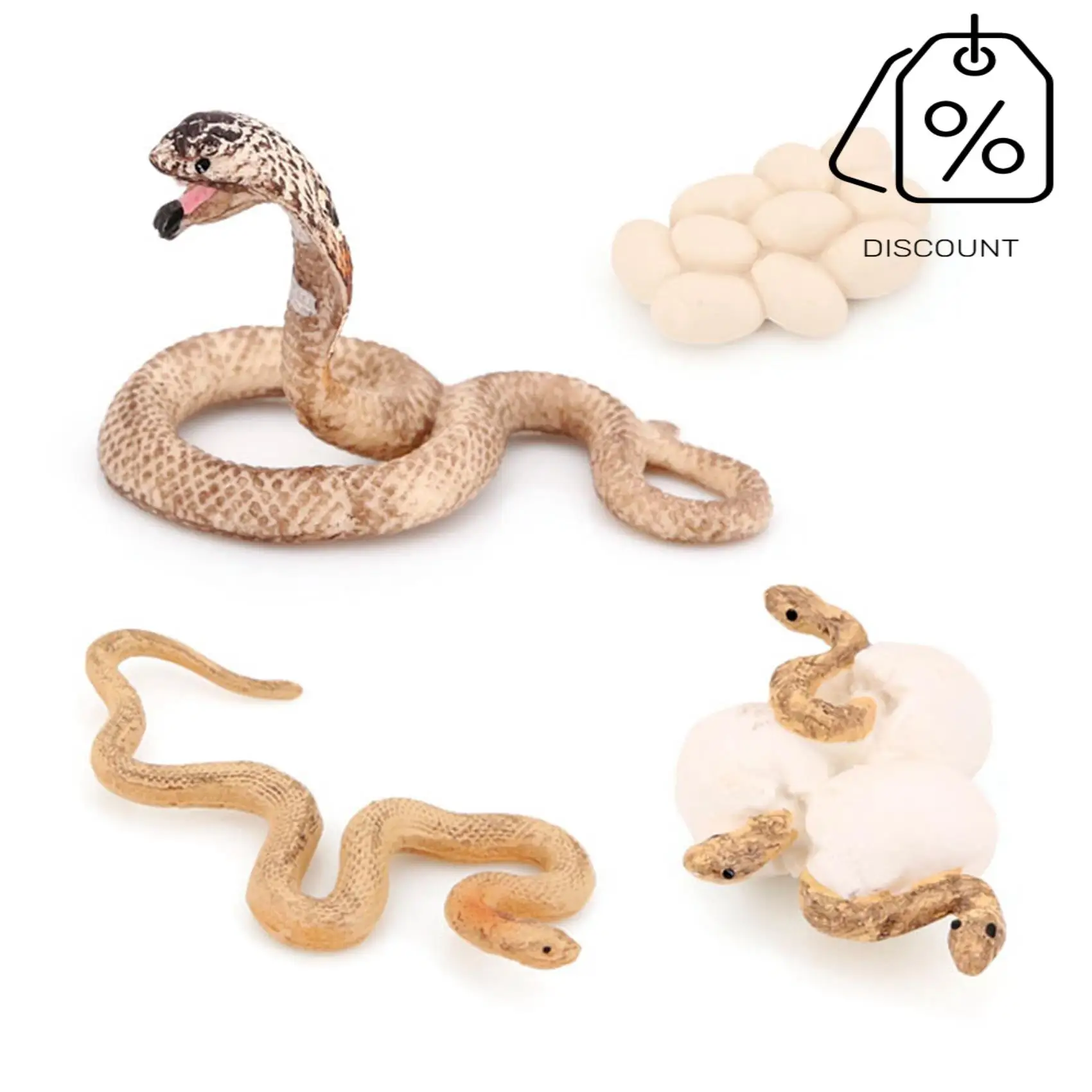 AS96-Realistic Animal Life Growth Cycle Biological Model Toys Snake Growth Cycle Biological Model