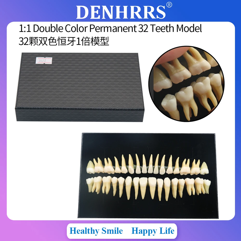 

1:1 Dental Dentist Practice Product Double Color Teeth Model Dental Demonstration Permanent 32 Teeth Teach Study Model