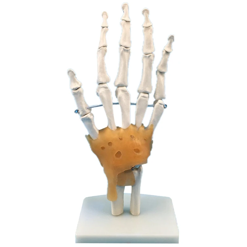 Human Hand Joint Model With Ligaments, Flexible 1:1 Scientific Life Size, Finger Model  Educational Tools Easy Install