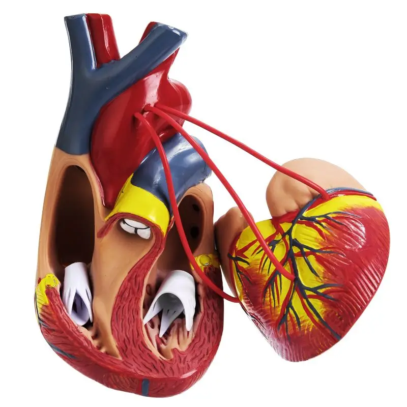

Стандартная 1:1, анатомия человеческого сердца B, ультразвуковая 3d модель, съемная натуральная большая медицинская обучающая модель для кровообращения