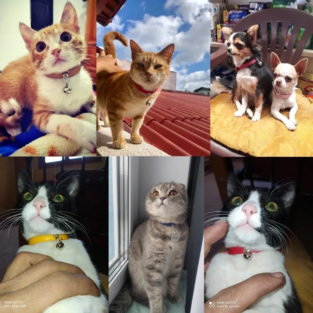Collar de gato personalizado con grabado de campana, Collar de nombre para gato, accesorios ajustables para cachorros, Collar de gatito para