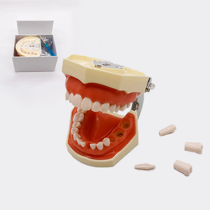 28/32 Dentistry Teeth Model Dental Teaching Model Soft Gum Typodont Teeth Model Dentist Technician Practice Training Models