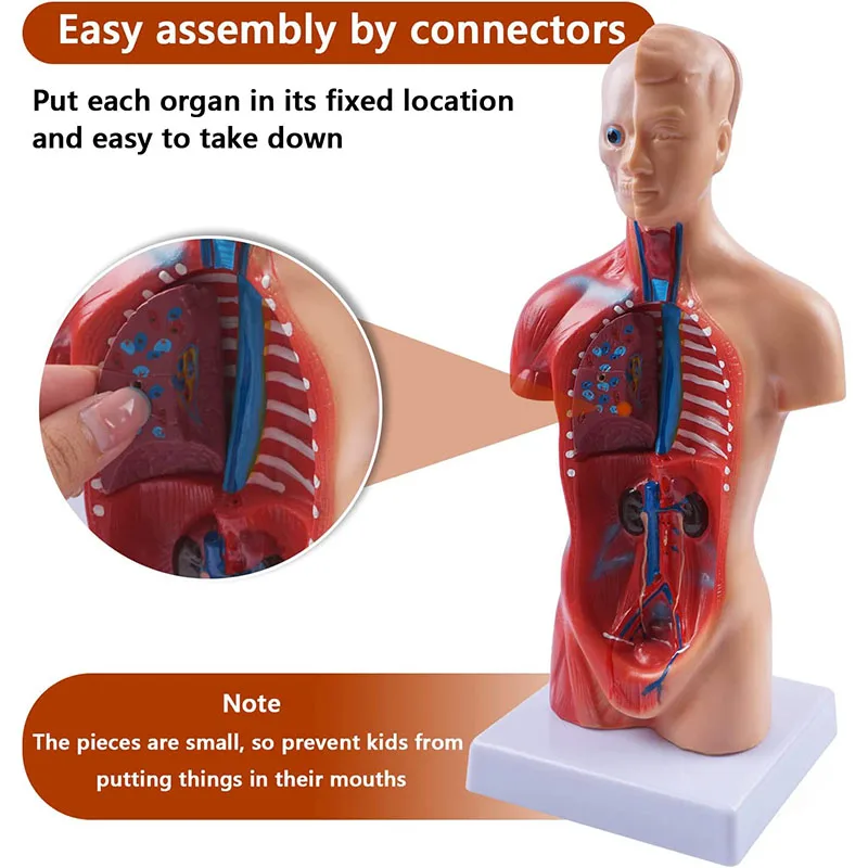 Medical Torso Human Body Model Anatomy Doll 15 Removable Parts Education Organs Model for Teaching Study Tool