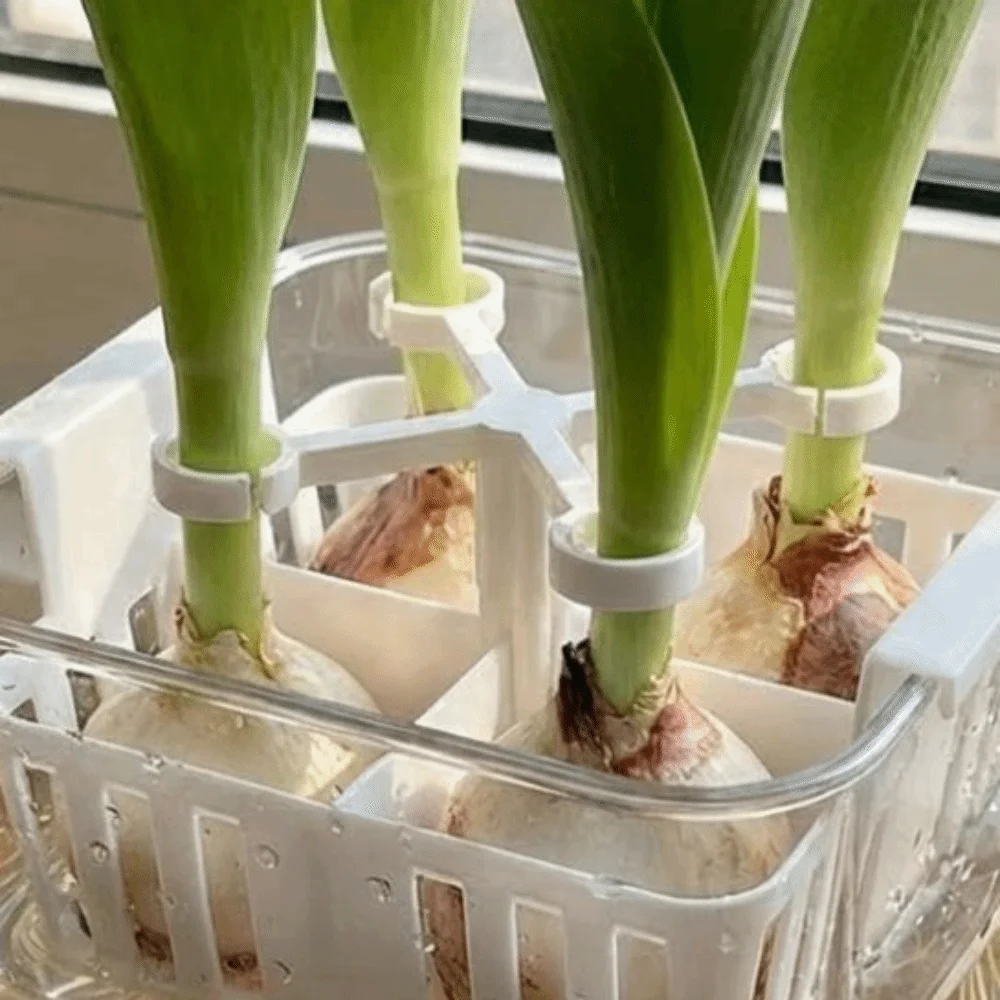 4-Hole Hydroponic Tulip Anti-Tip Stand Anti-Fall Stabilize Tulip Bulb Support Holder Keep Upright Plastic