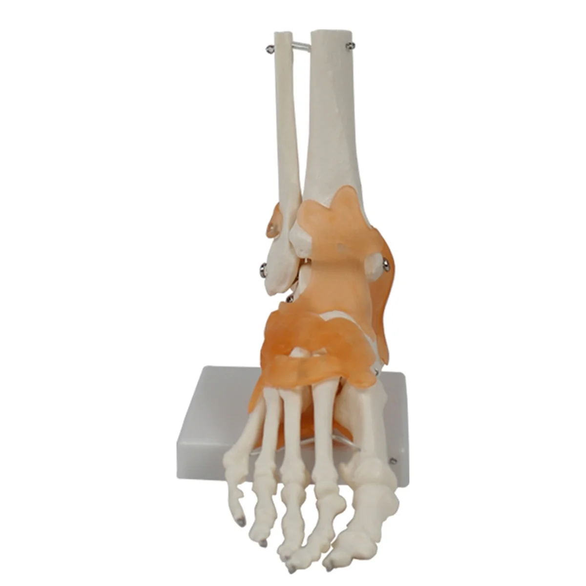 Foot Joint Model with Ligaments, Human Anatomy Model, Life Size, Medical-Teaching Equipment