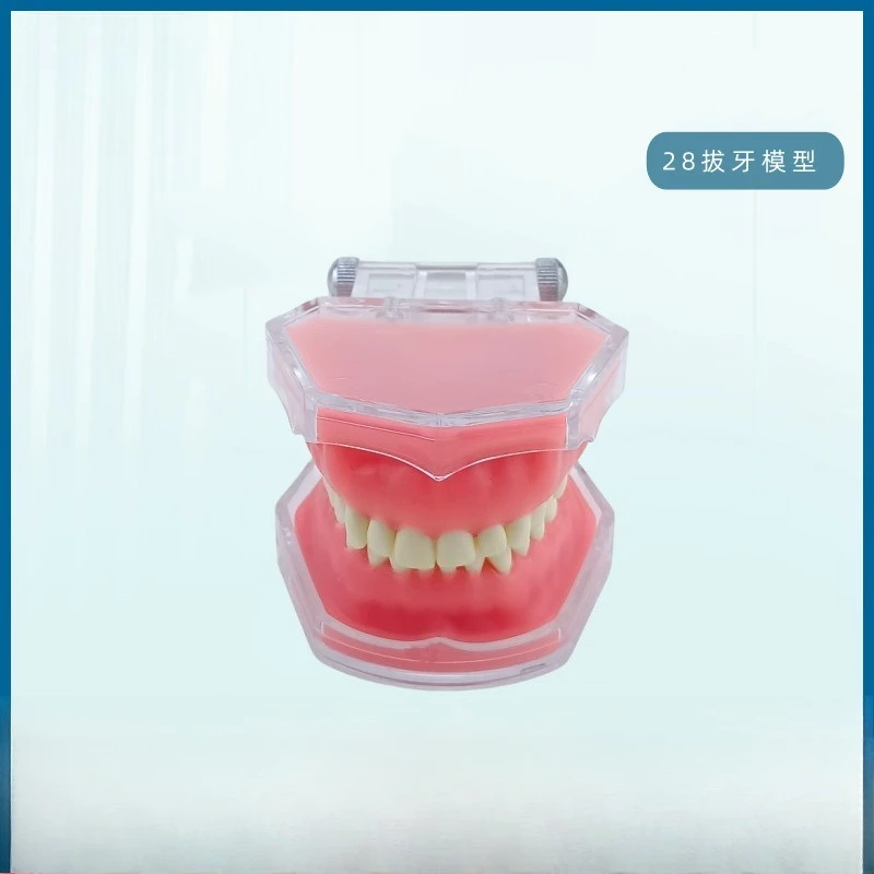 Model dropshipping, dental models, extraction models, fully removable tooth models, soft gum models