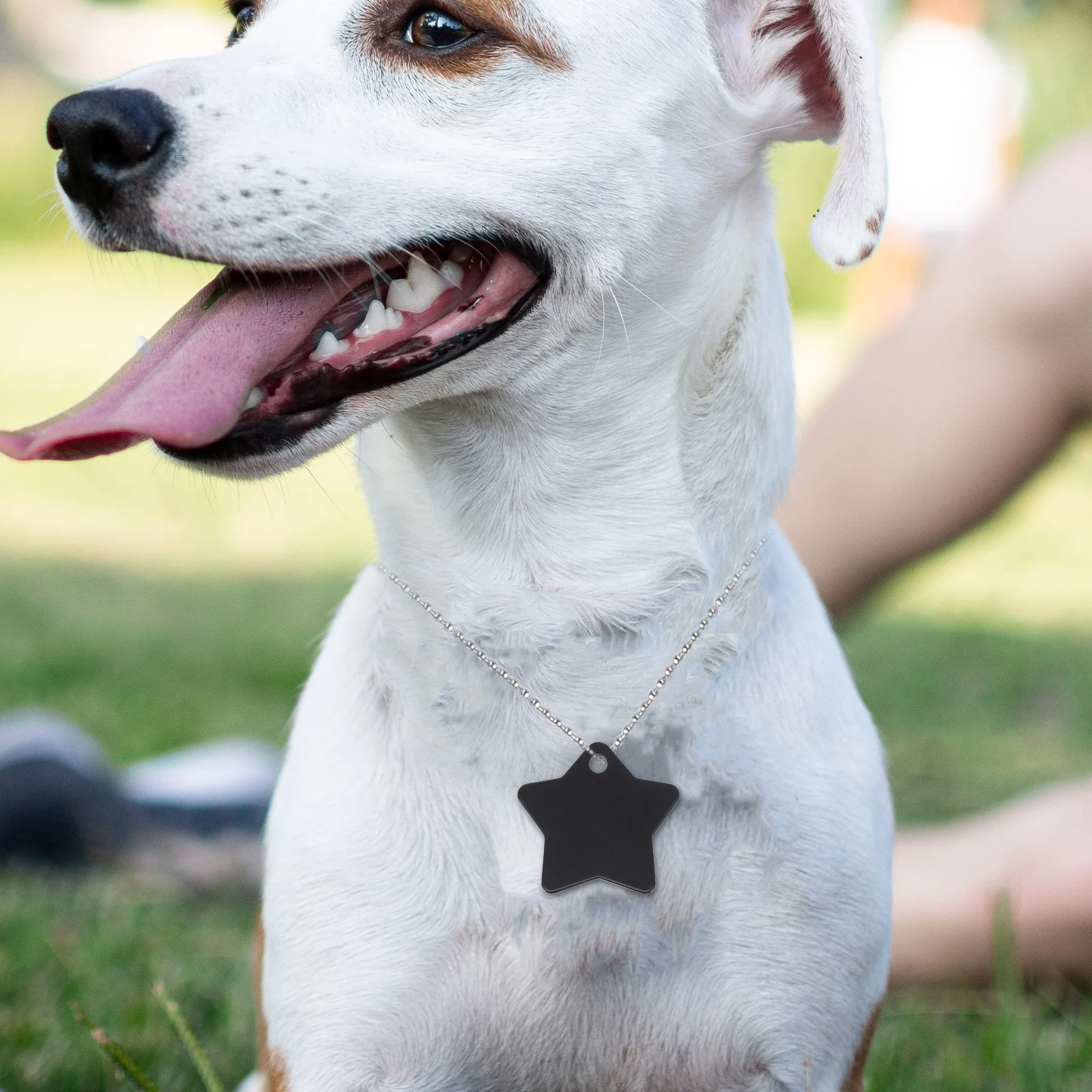 

10Pcs Personalized Dog Charms Sturdy Pet Address Tags Multi-Purpose Hanging Labels for Pets with Cell Phone Number