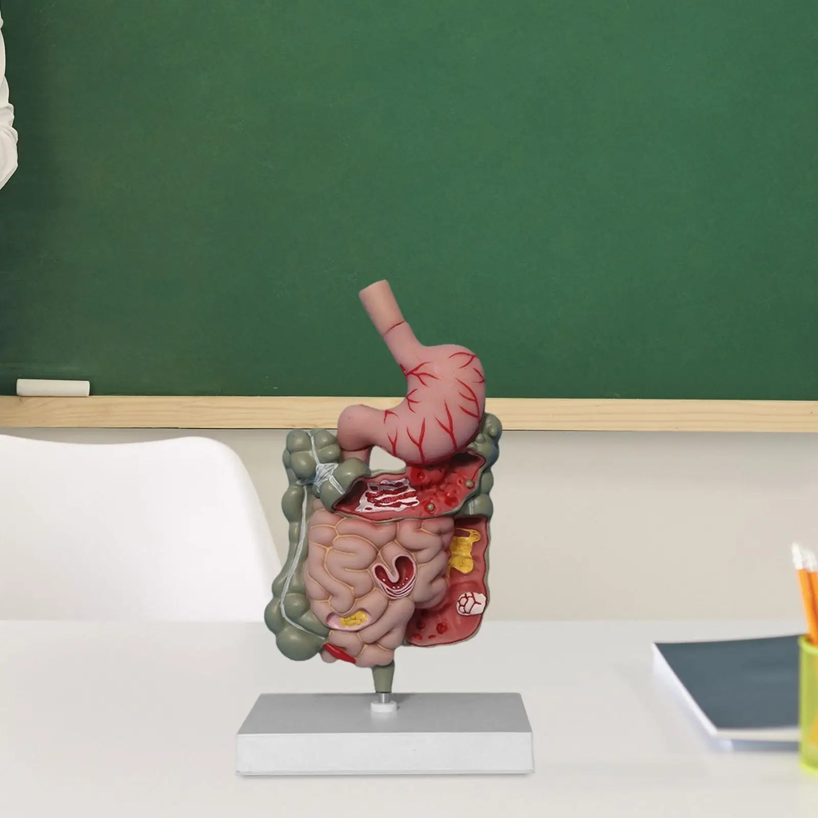 

Human Digestive System Model Medical Professional Sturdy PVC Educational Stomach Model Demonstration Science Study