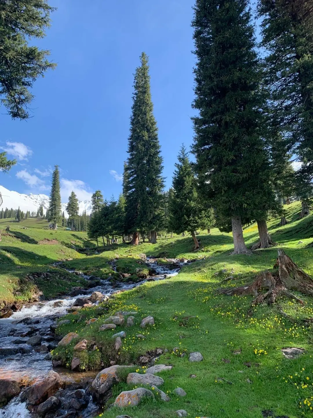 

100pcs Plastic Wine Bottle Pourer Stopper Stainless Steel Wine Liquor Spirit Pourer Free Flow Spout Stopper Barware