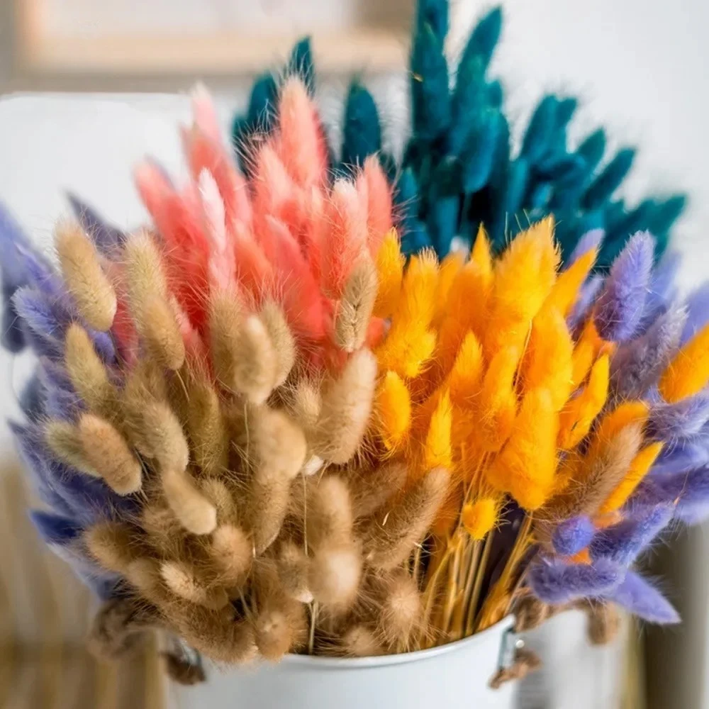 60pcs/bundle Natural Bunny Rabbit Tail Grass Dried Flower Home Decor Bouquet Colorful Lagurus Ovatus Wedding Floral Arrangements - Image 5