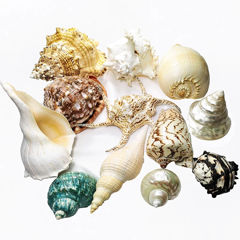 Oversized Conch Shell Ornament Home Decoration Native Tank Aquascape Gift Collection