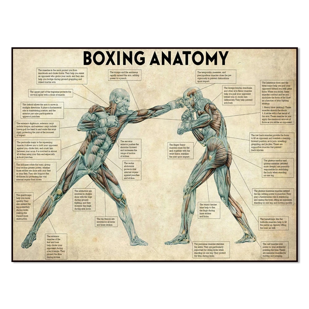 Boxing knowledge prints, boxing anatomy, boxing vintage posters, wall art home decor