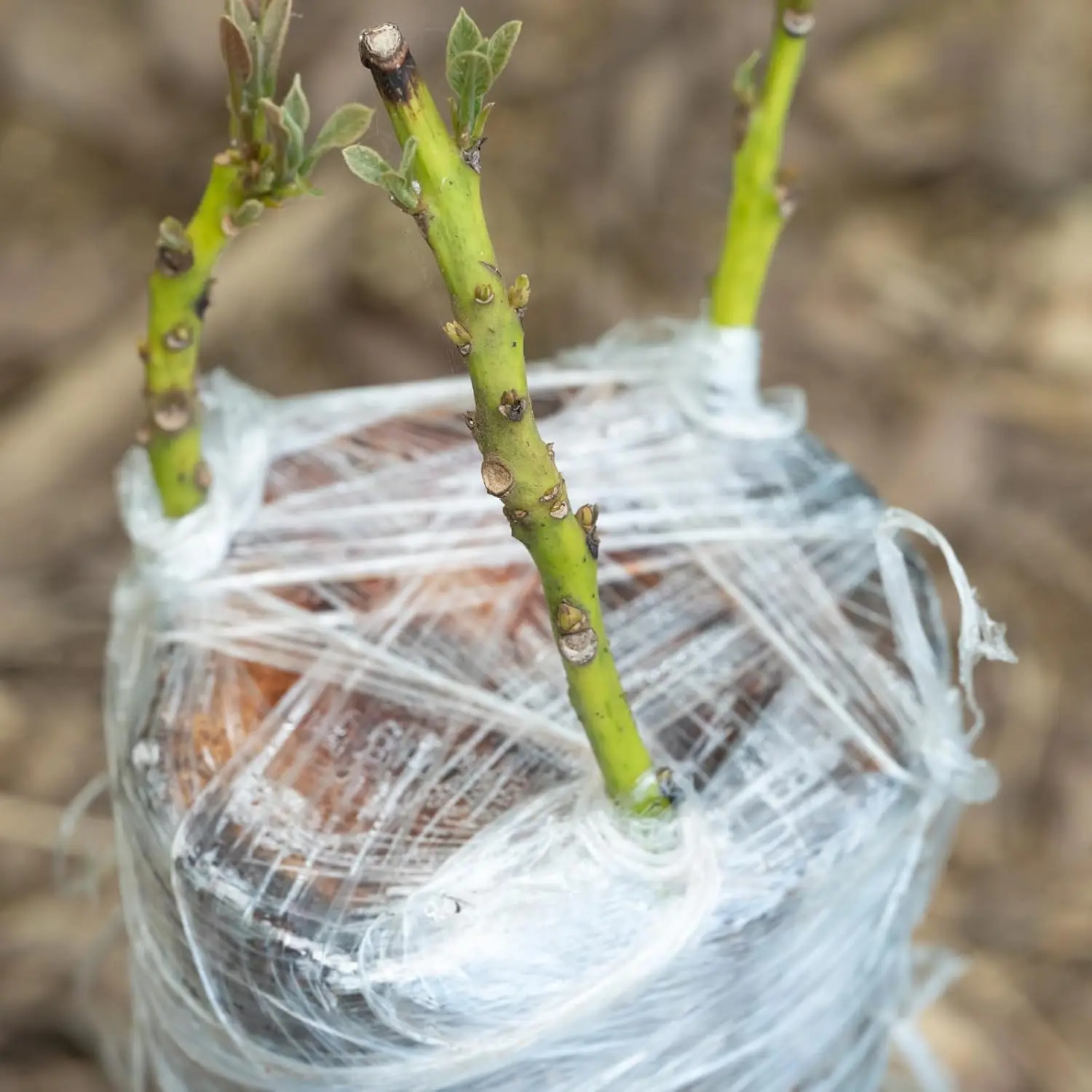200 متر بولي ايثيلين تطعيم الشريط فيلم ذاتية اللصق لشجرة الفاكهة الحضانة النباتات الشتلات الكرمة زهور الطماطم تطعيم لوازم تمتد #4