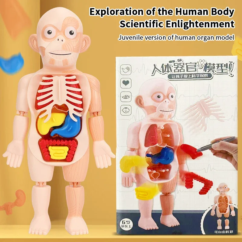 15 pçs conjunto montessori brinquedos crianças ciência educação corpo humano órgão anatomia modelo diy montado brinquedos médicos ferramentas de ensino