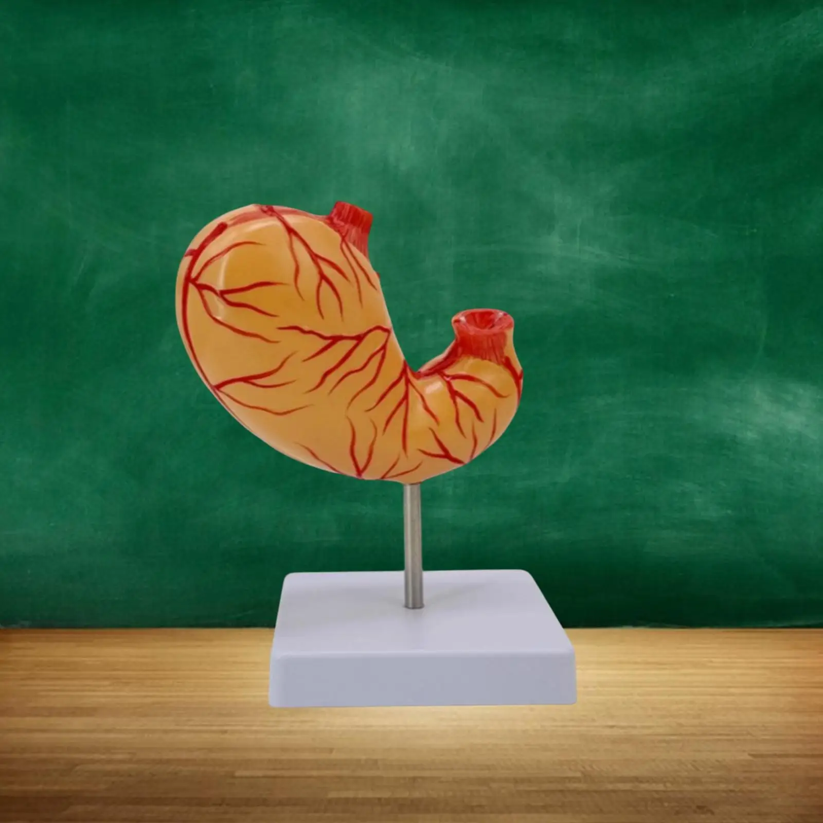 

Human Stomach Anatomical Model Easy to Use with Base Teaching Supply for School Demonstration Science Lesson Anatomy Education