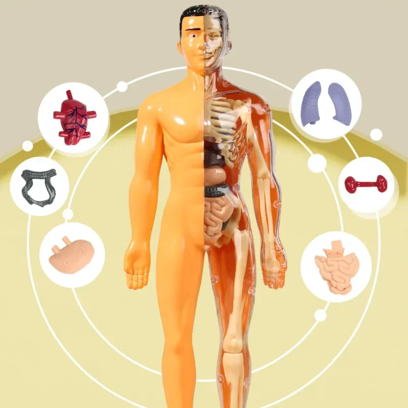 Maniquí humano 3D DIY, esqueleto, cuerpo, Torso, modelo educativo, montaje, juguetes de aprendizaje para niños, estructura de órgano de anatomía, herramienta de enseñanza, 2 uds.