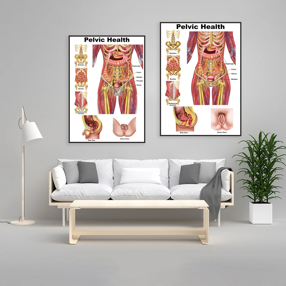 Pelvic health and pelvic floor anatomy diagram, skeleton, pelvic art, pelvic floor anatomy poster, anatomy art print