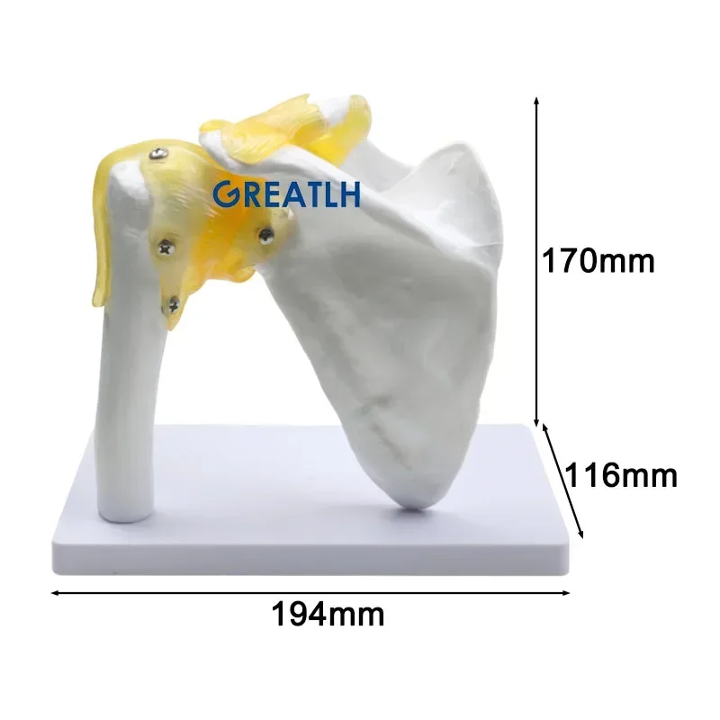 GREATLH Shoulder Joint Model Bone Model with Ligament Life Size Anatomy Demonstration Human Model Student Learning Tool