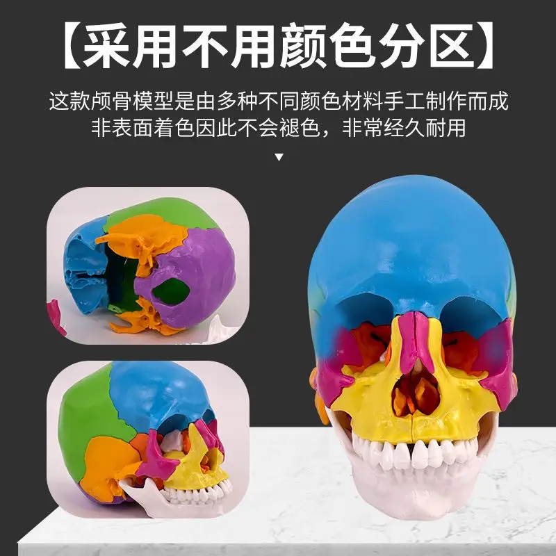 يمكن تقسيمها إلى 22 قطعة 1 إلى 1 بالحجم الطبيعي نموذج جمجمة ملونة تشريح الجمجمة الطبية الجمال طب الأسنان عن طريق الفم #5