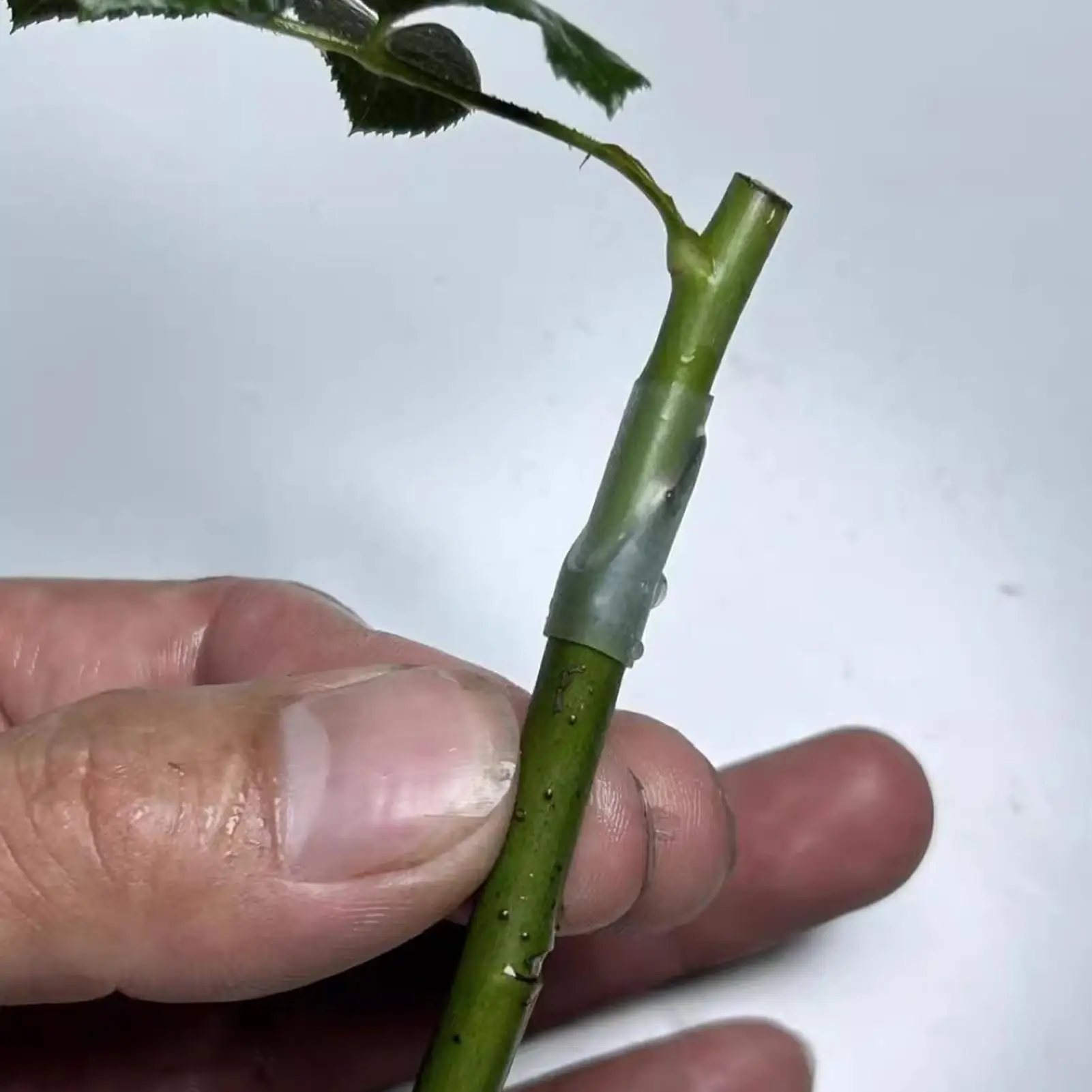 Grafting Sleeves for Fruit Trees High Strength Moisture Retention Plant Trunk Grafting Wrapping Sleeves for Vegetables Flowers
