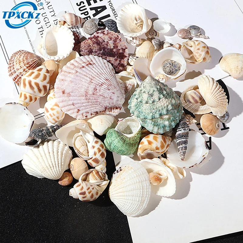 1Pack Fish Tank Supplies Mix Style Natural Shell Conch Aquarium Landscape Tiny Sea Shell Beach Decoration Party DIY Crafts