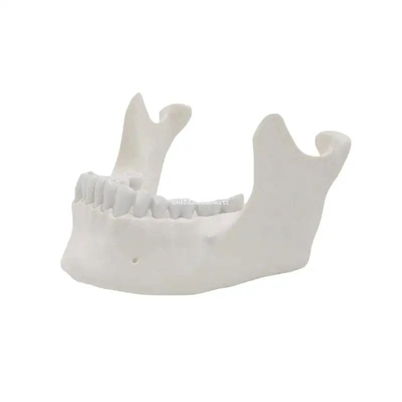 

Adult Lower Jaw Bone Model Lower Jaw Model for Lab Medicals Teaching Hospital Dropship