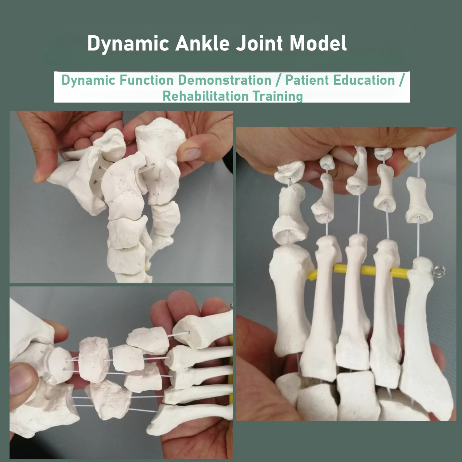 Life Size Hand Bone＆Foot Ankle Joint Anatomical Skeleton Model Medical Display Study Tool Medical Science Stationery School 1:1
