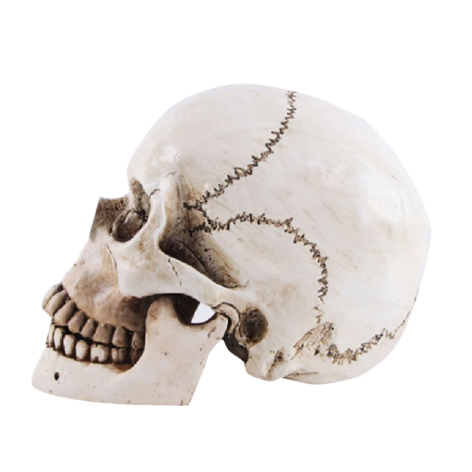 Halloween Human Head Skeleton Movable Halloween Decorations Resin Life Size Skulls Lifesize Decor Realistic Crafts Decorations