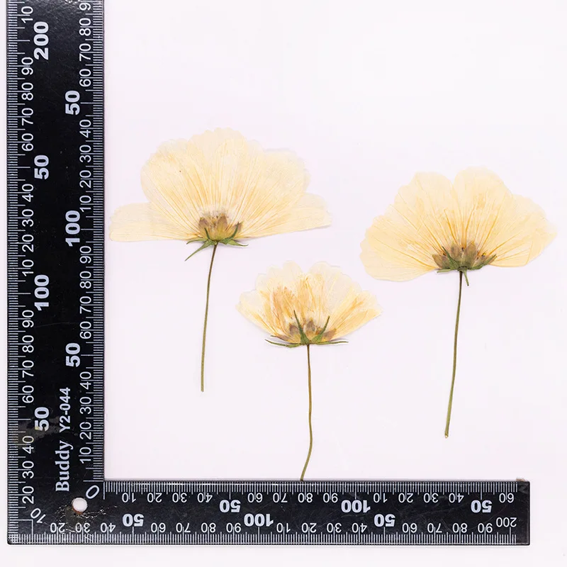 12 Stück, gepresste Gesang-Blume, echtes Trockenblumen-Zubehör für DIY-Lesezeichen, Gesichtsdekoration und handgefertigte Tropfkleber-Telefonhülle, Fotorahmen – Detail 9