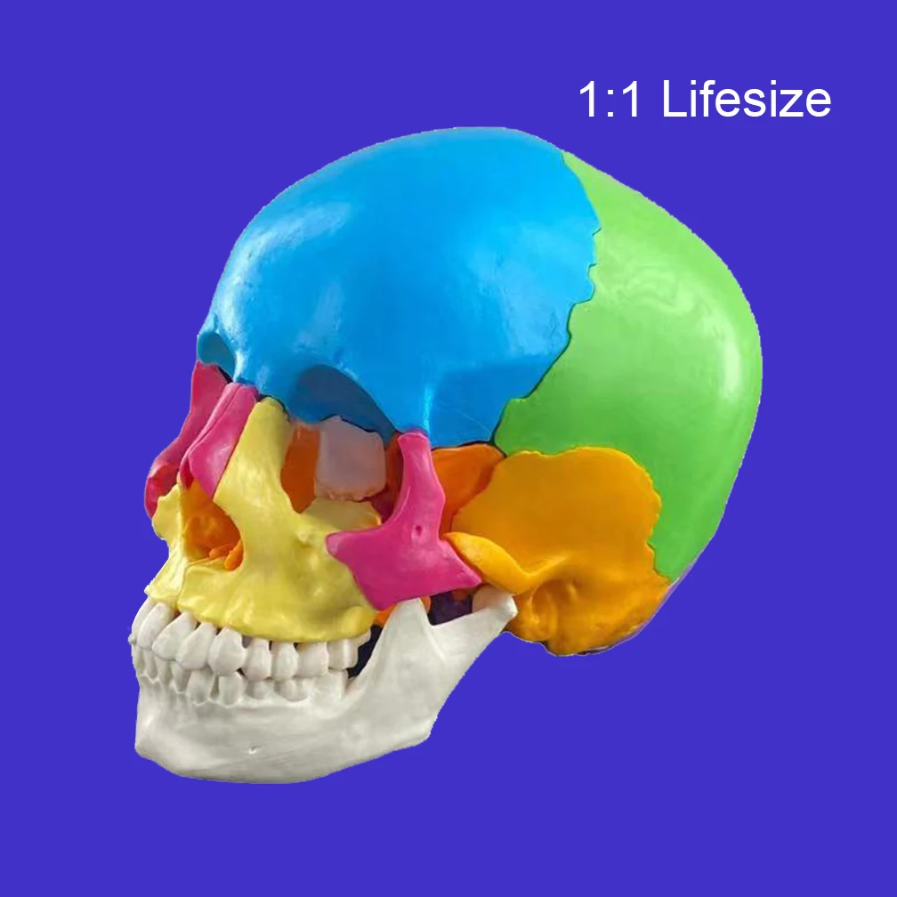 

Life Size Human Detachable Medical Teaching Skull Model Tool for Anatomy Teaching Skeleto Anatomical Models Colorful 22Parts