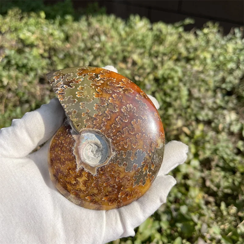 

Beautiful natural Chrysanthemum grain conch Ammonite