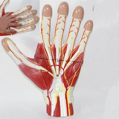 60 marks number Hand Muscles with Vascular Nerve anotomy Model Palm Hand Knuckles with muscles and vein