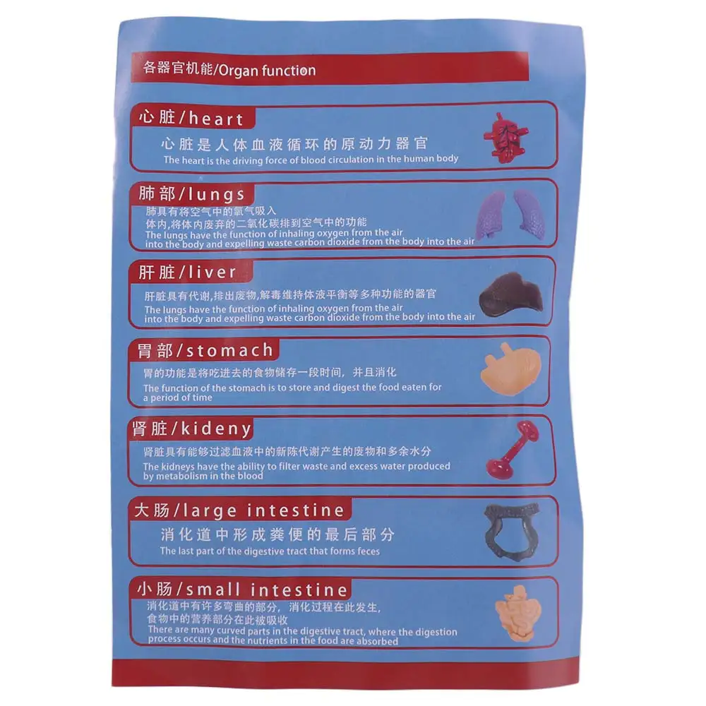 

Пластиковая 3d модель туловища человека, прозрачный манекен «сделай сам», наука, познавательная головоломка, образовательные игрушки, строительная модель скелета