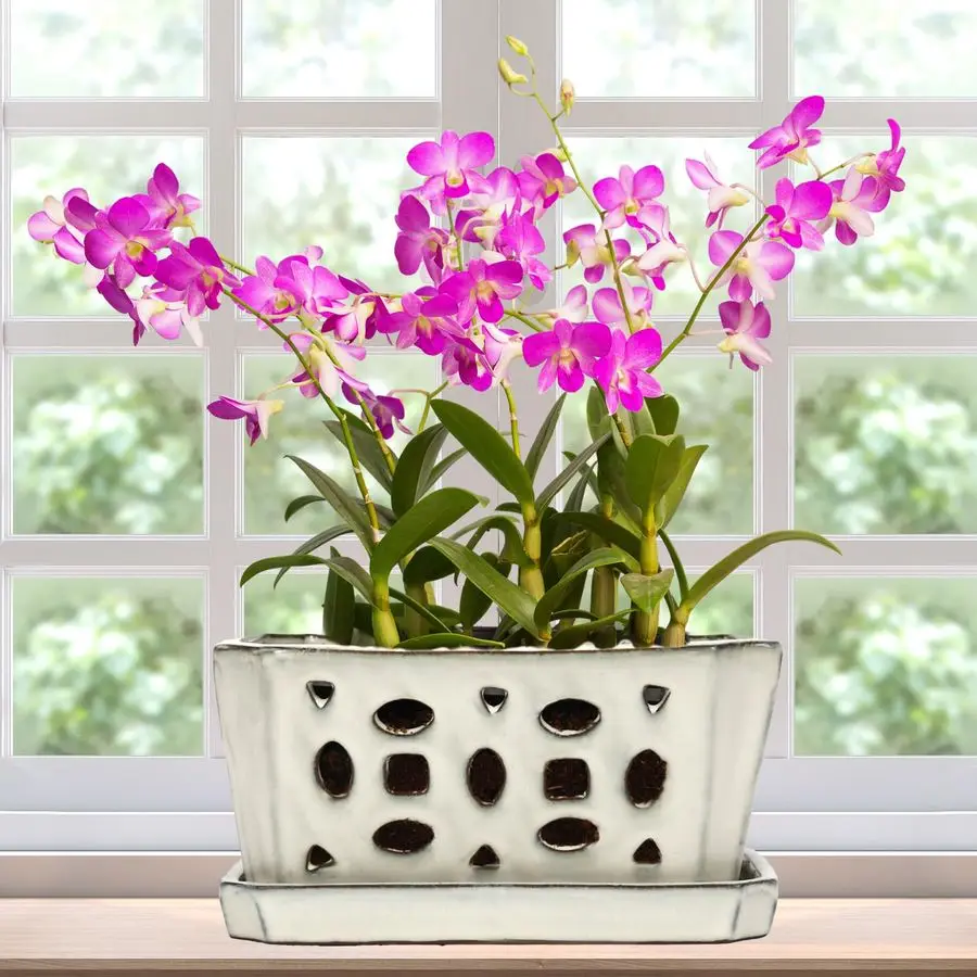 

Набор из 1 керамического горшка для орхидей с отверстиями, 9,5 дюймов, с поддонами, для пересадки амариллиса, в комплекте с садовыми инструментами