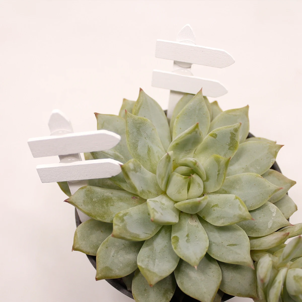 

50 Pcs Plant Labels Durable Solid Quality Lightweight Christmas Weddings Kids Crafts Bamboo Wood Garden Tags Markers