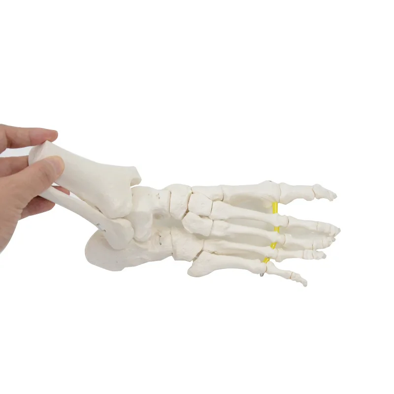 

Flexible Foot Bone Model Human Skeleton Anatomy Medical Teaching Tool Educational Equipment joint model Life Size