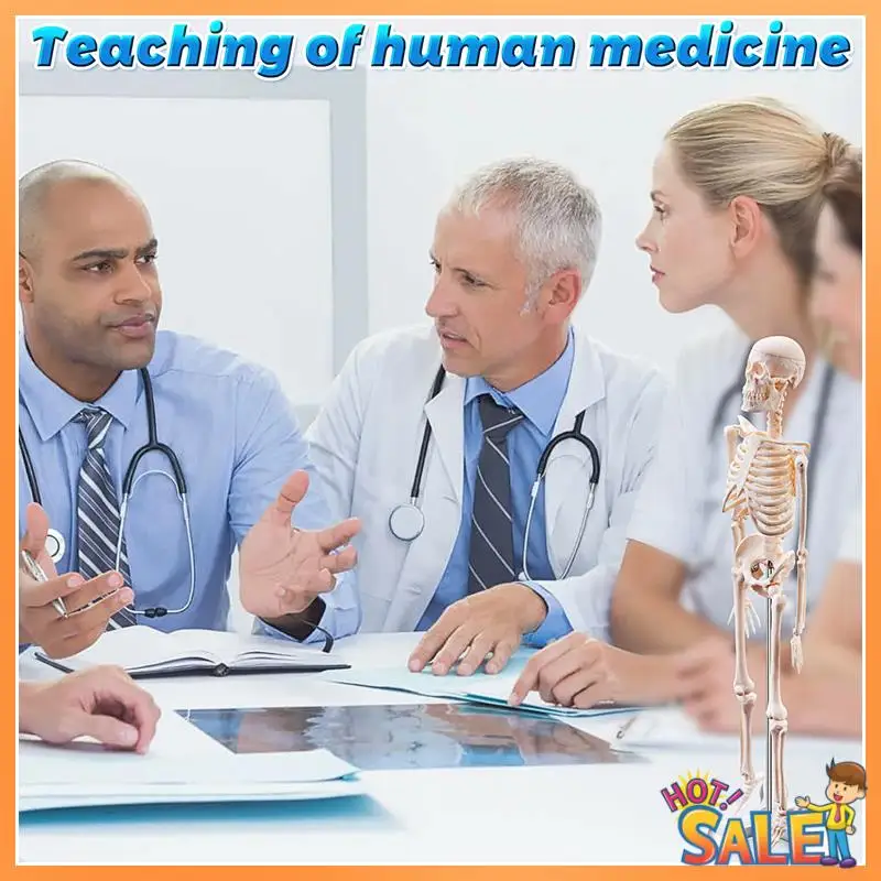 AB68 45CM Human Anatomical Anatomy Skeleton Model Poster Learn Aid Anatomy Human Skeletal Model