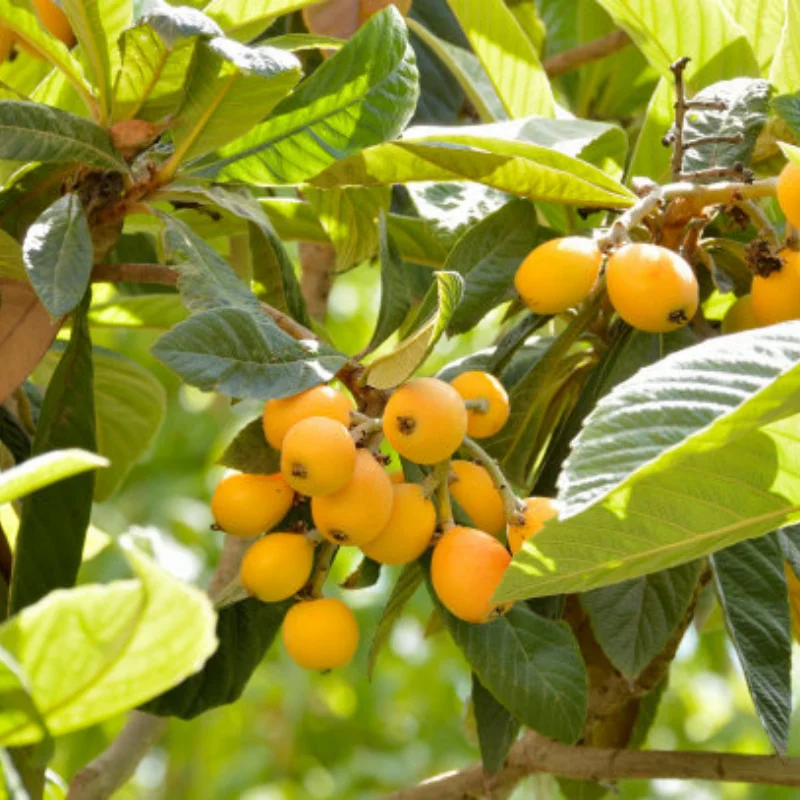 

Metal Modification Steering Assembly EA1011A,Metal 17Mm Wheel Hex Coupler Nut EA1015 For 1/10 J3 RC Car