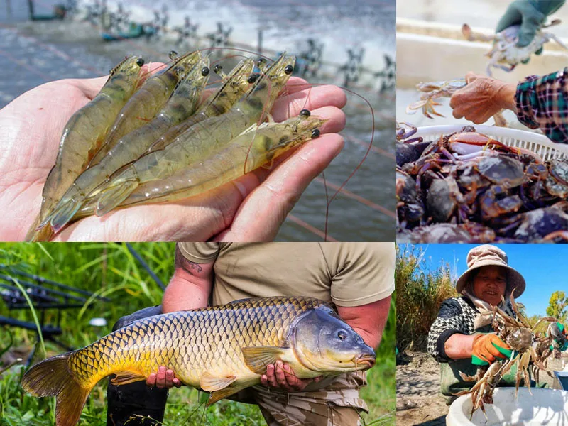 Three Leaf Roots Blower Aerator Fish Pond Aeration High-pressure High-power Sewage Treatment Vacuum Pump Aquaculture