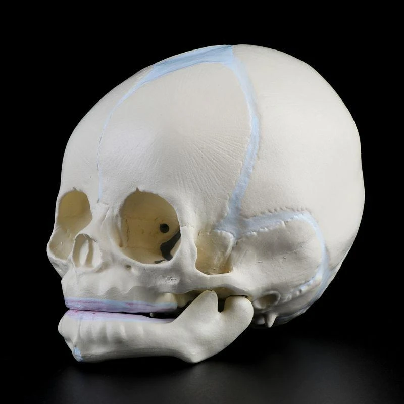W89C Baby Head Anatomy Model Life Size Baby Head Skeleton Model for Diseases Study