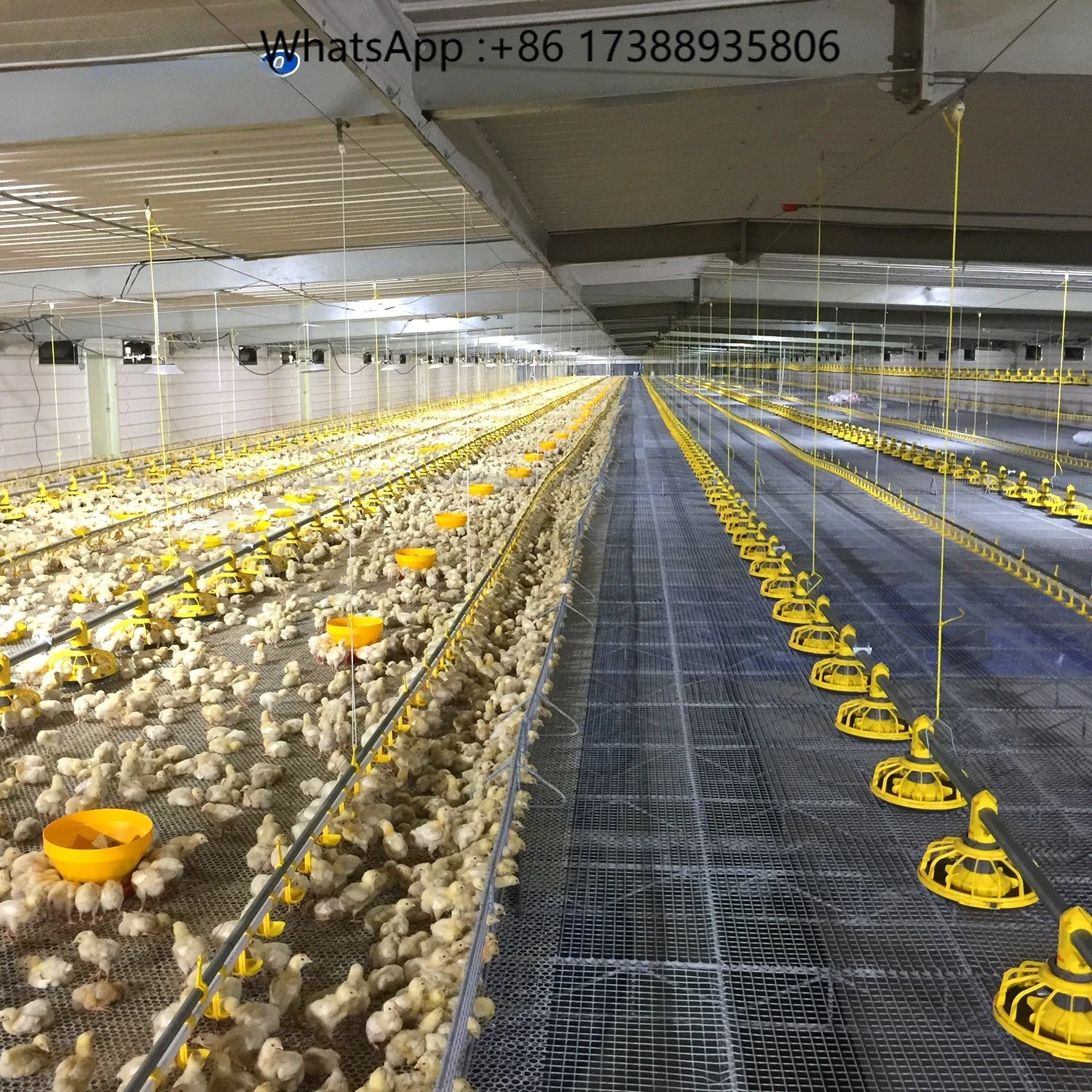 Other animal husbandry  equipment poultry farming automatic chicken feeding
