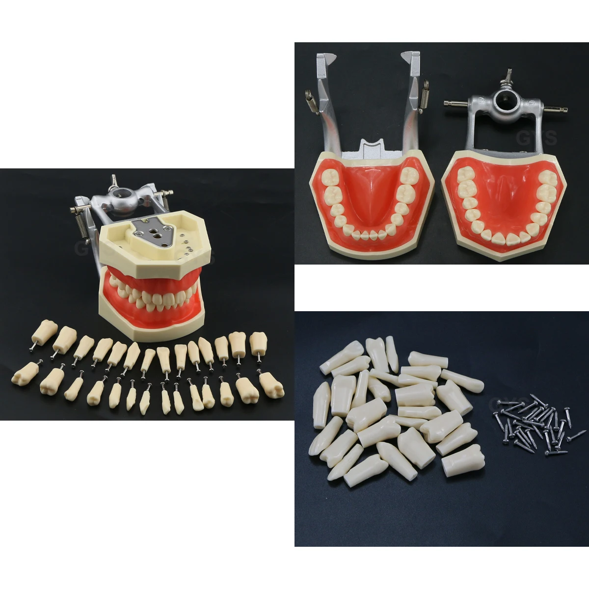 Teeth Model Replacement Teeth Compatible NISSIN 500 Type Tooth Model  For Dental Preparation Training Teaching Resin Material