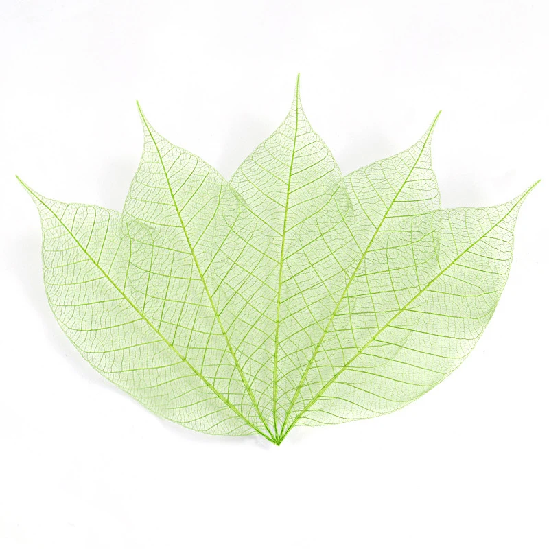 Aqumotic Real Dried Leaf Vein Bookmark 20pcs DIY Leaves Garland Decoration for Flower Gift Box Color Leaf Venation