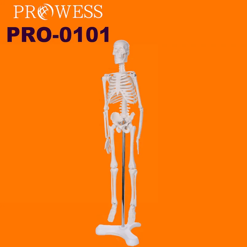 PRO-0101 Hot Sales Unbreakable Life-Size Skeleton Standard Stable Stand 170cm Tall PVC Adult Plastic Human Skeleton Model